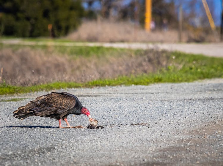 Hungry Turkey Vulture Eating Dead Animal On Ground