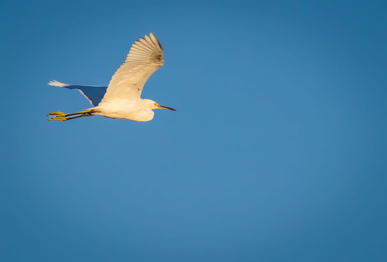 heron-image-4k-photos-download-the-best-free-heron-image-4k-stock