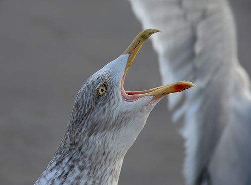 Free Detailed portrait of a seagull with open beak, showcasing wildlife behavior. Stock Photo