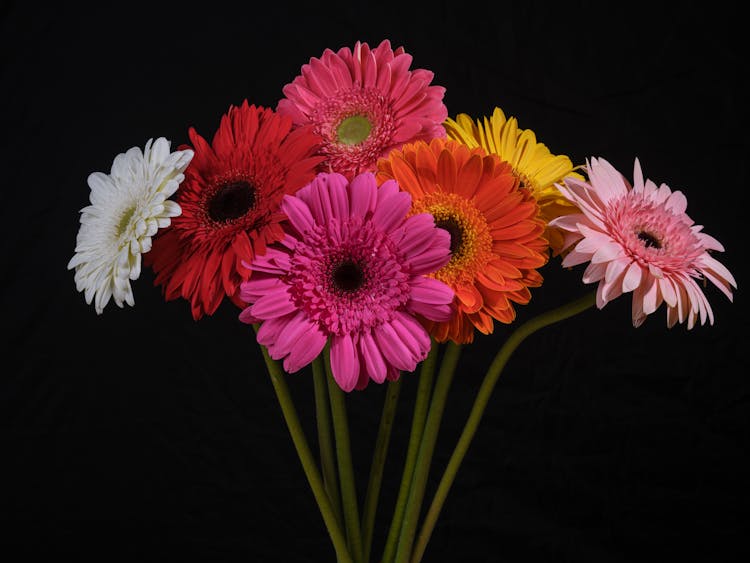 Colorful Daisy Flowers On Black Background