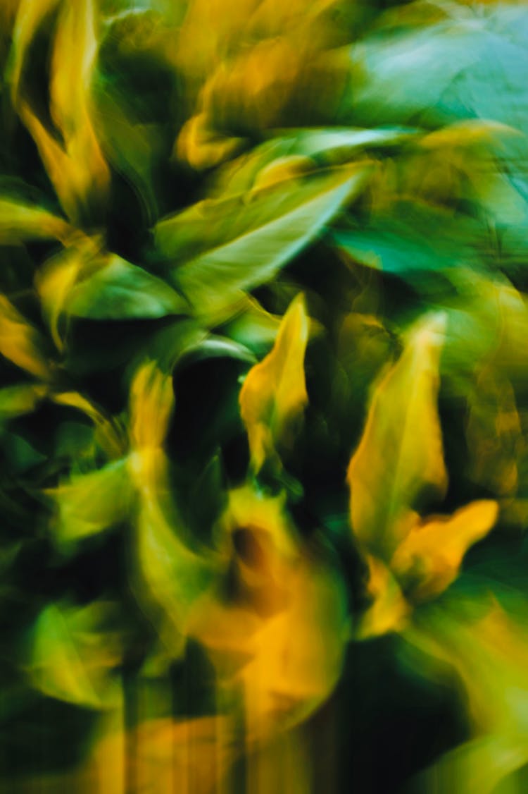 Blur Photo Of Green Plant