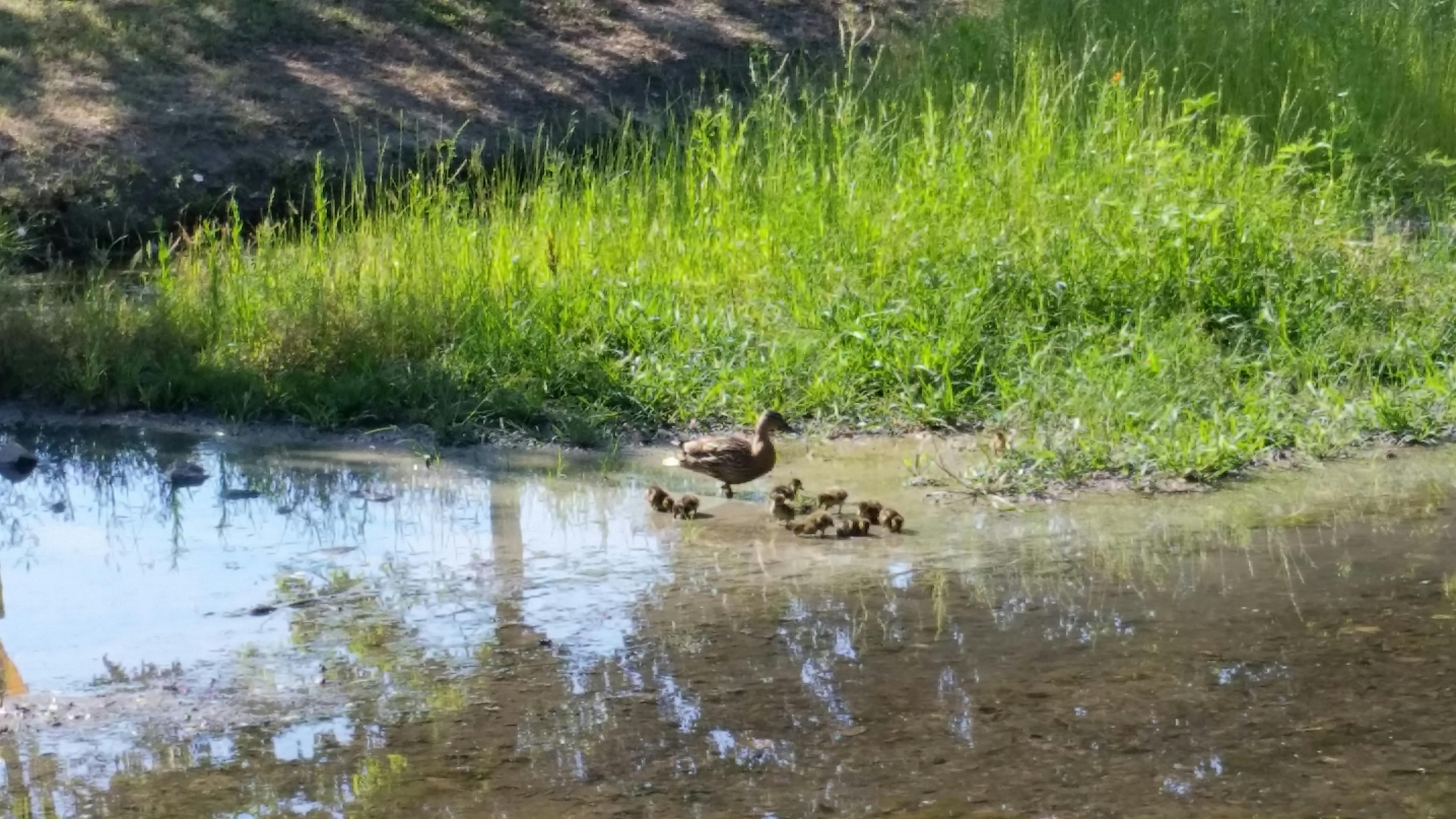 Free stock photo of baby ducks, ducks, momma duck