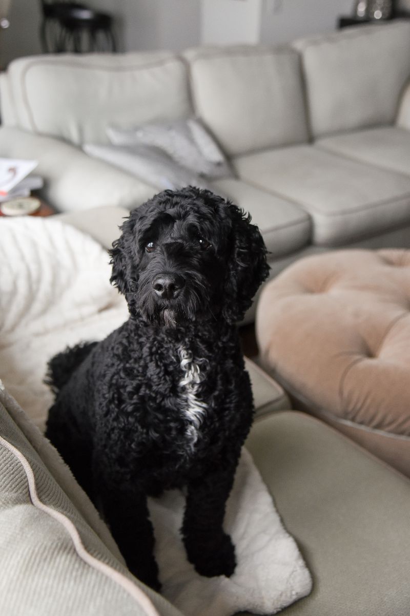 Mabel - photo 1