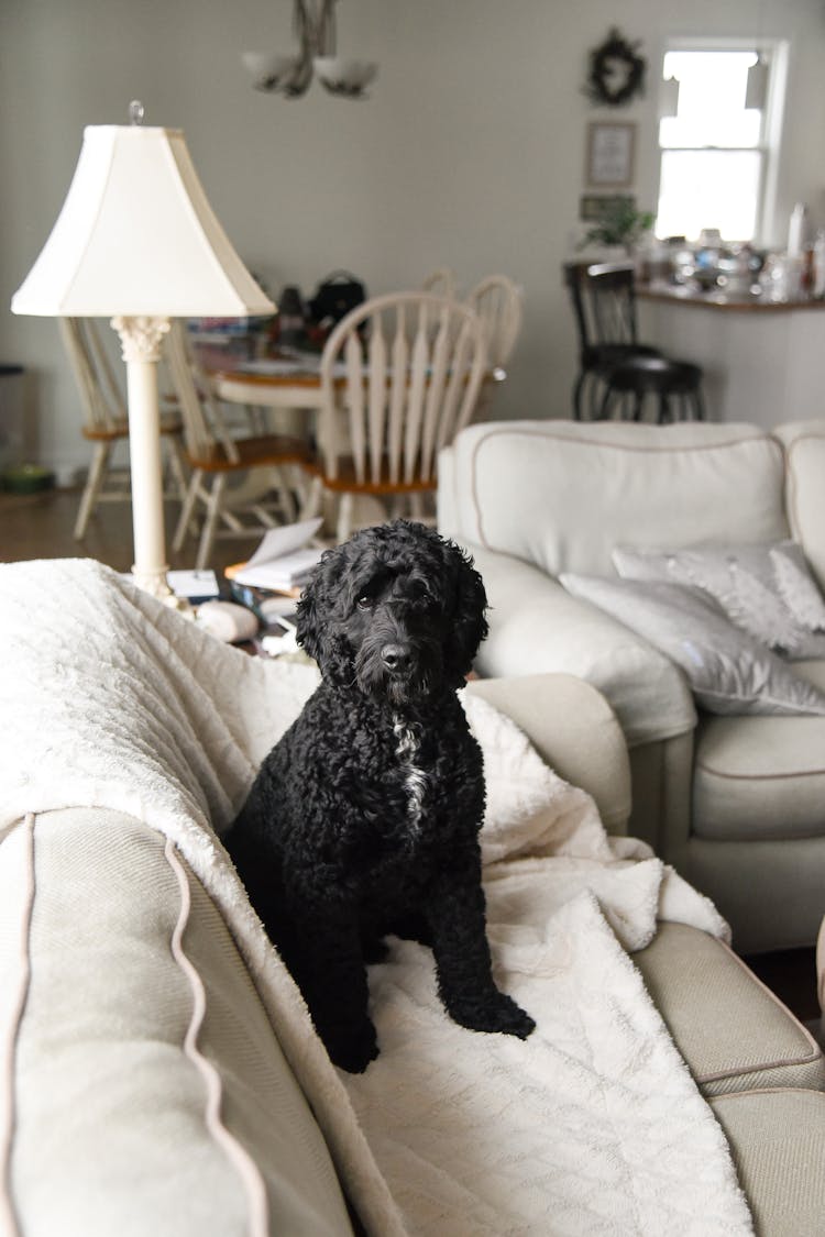 A Dog Sitting On A Sofa 