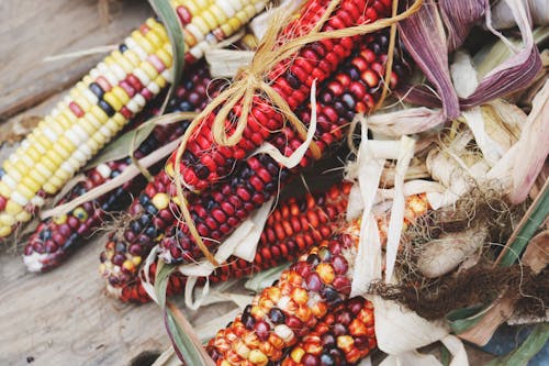 Безкоштовне стокове фото на тему «барвисті кукурудзи, впритул, жнива» стокове фото