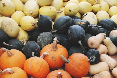 Δωρεάν στοκ φωτογραφιών με halloween, αγορά, αγρόκτημα