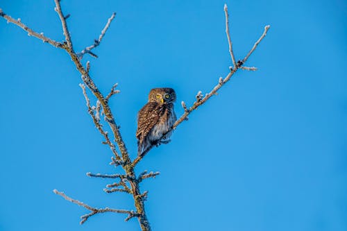 Photo of Owl Perched on Tree Branch