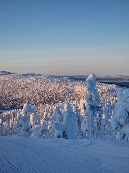 Snow Covered Trees During Winter