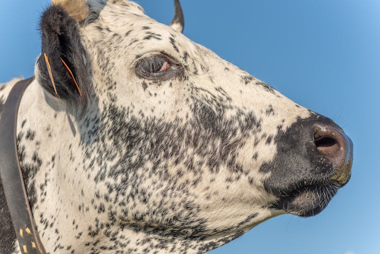 Close-Up Of A Cattle's Head 