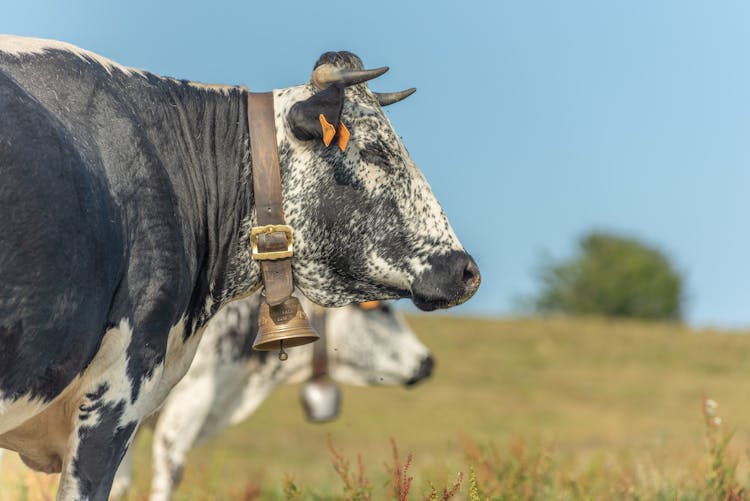 Bell On A Cow