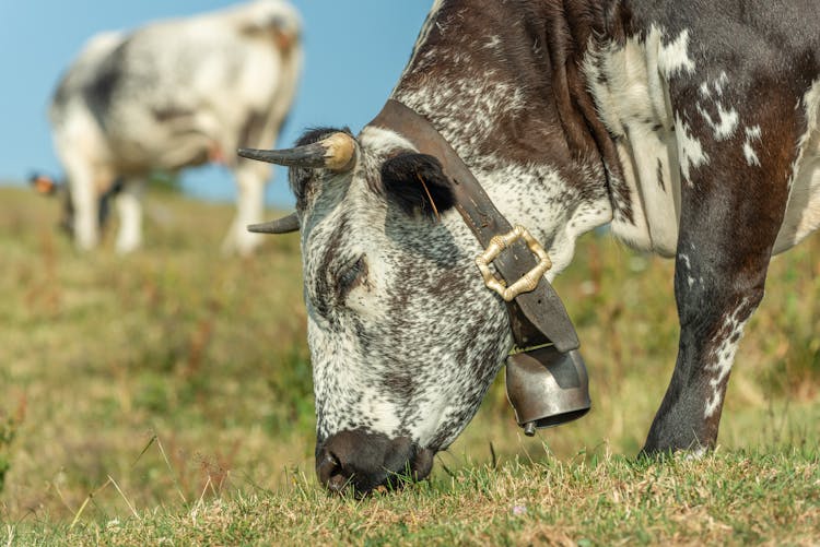 A Cattle With A Bell Eating Grass 