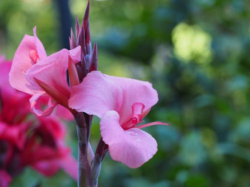 Fotos de stock gratuitas de bebé rosa, belleza de la naturaleza, flor