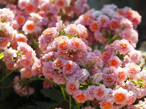 Fotos de stock gratuitas de bebé rosa, belleza de la naturaleza, flor