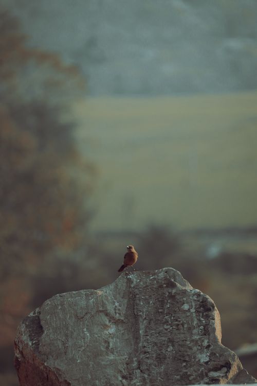 Free A lone bird perched on a rock, captured in the serene landscape of Mount Abu, India. Stock Photo