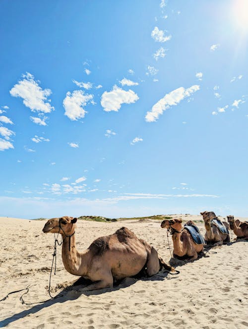 Camels on a Desert 