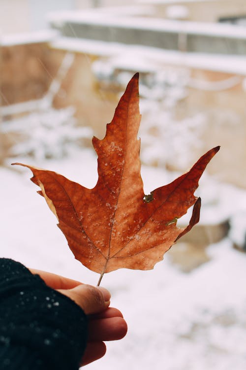 Close-up of Woman Holding a Brown Maple Leaf 