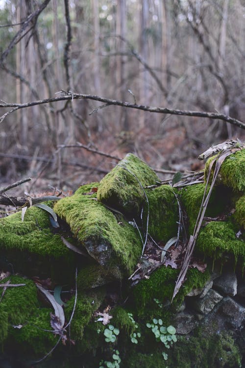 Green Moss on the Rocks in the Forest