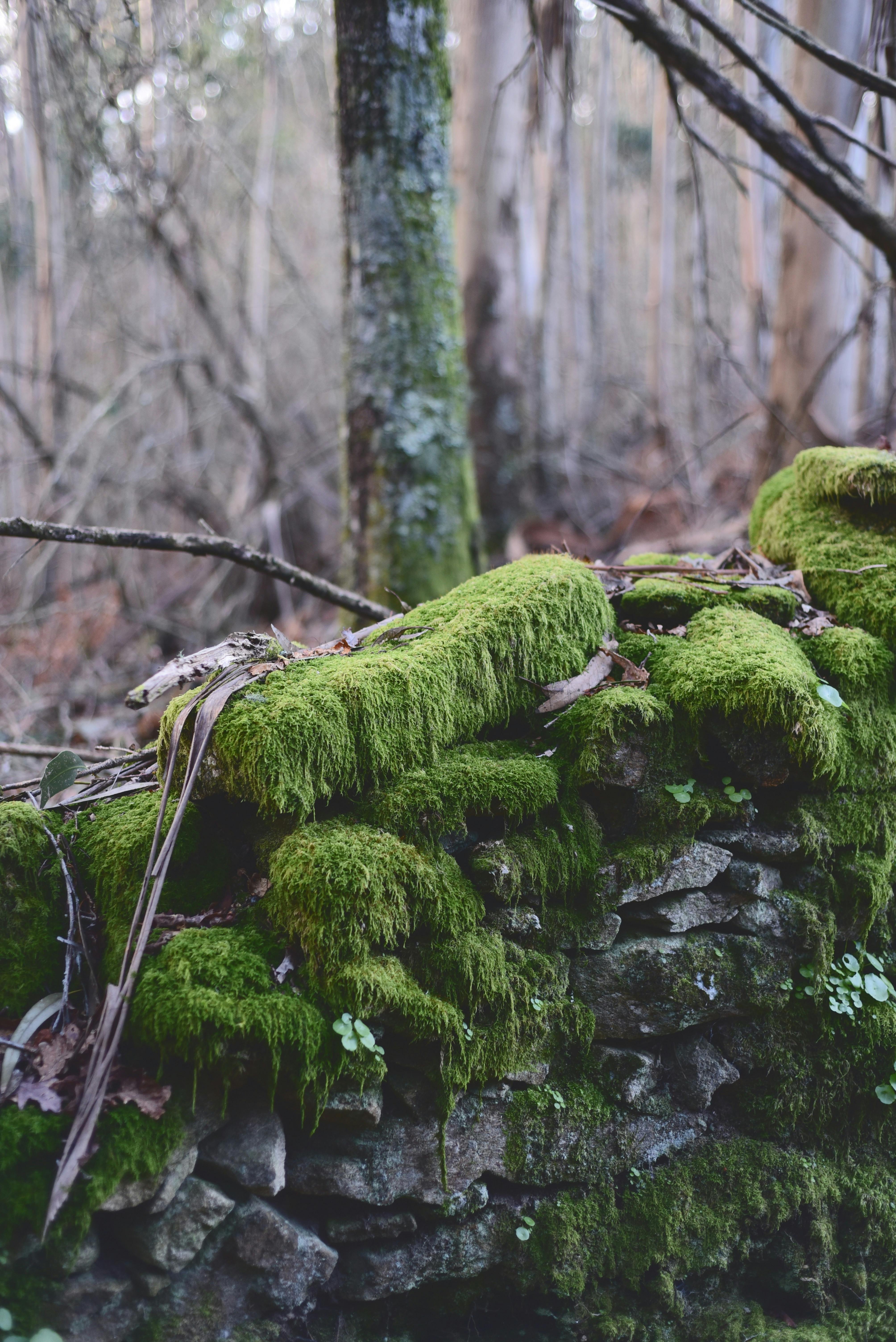 Covered With Moss Rocks And Tree Stock Photo - Download Image Now -  Backgrounds, Branch - Plant Part, Brown - iStock