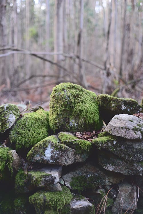 Close-up of the Green Moss on the Rocks