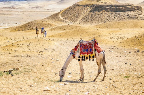 A Camel on a Desert 