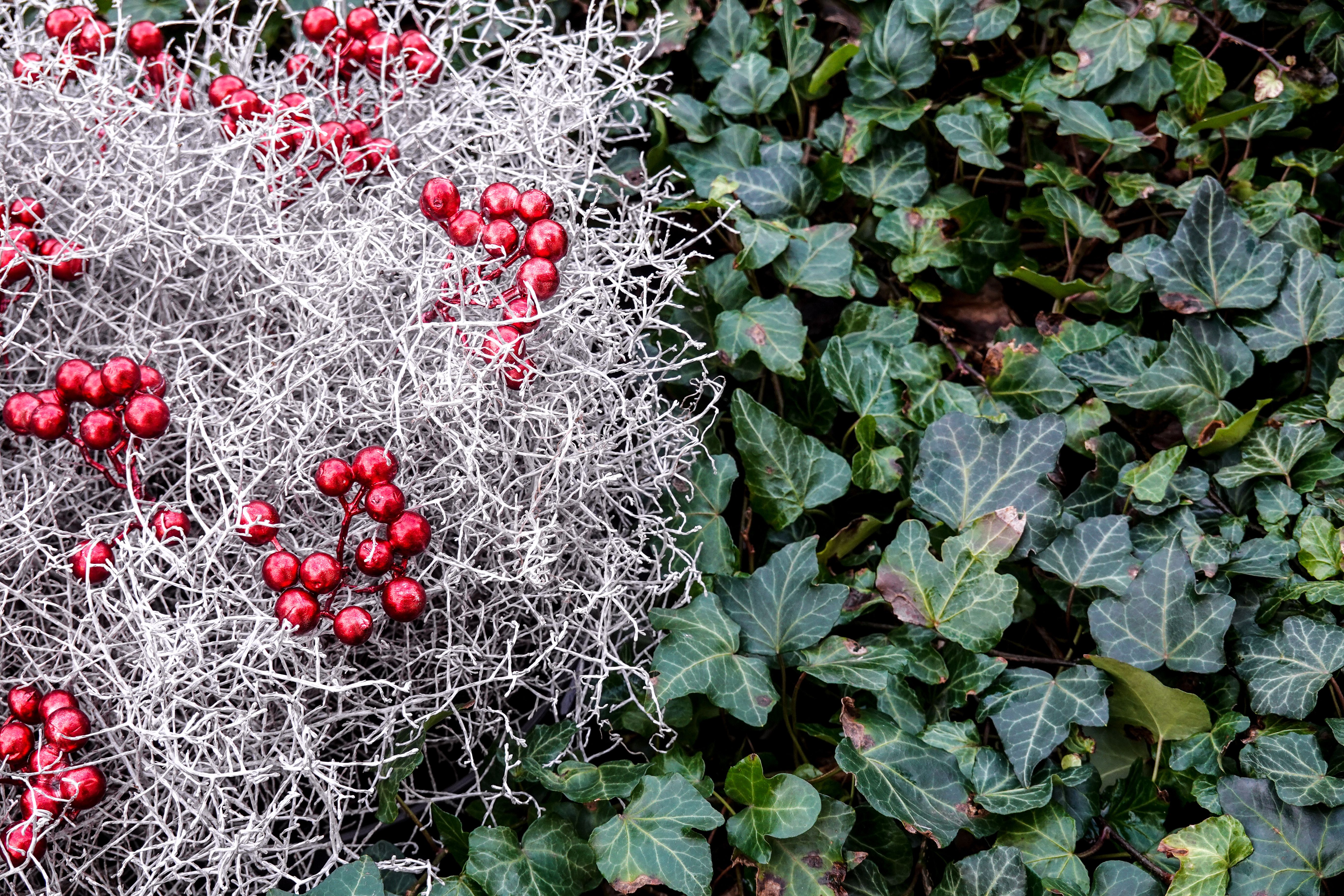 Close-up of vibrant red berries amidst evergreen foliage and silver plants, perfect for winter garden themes.