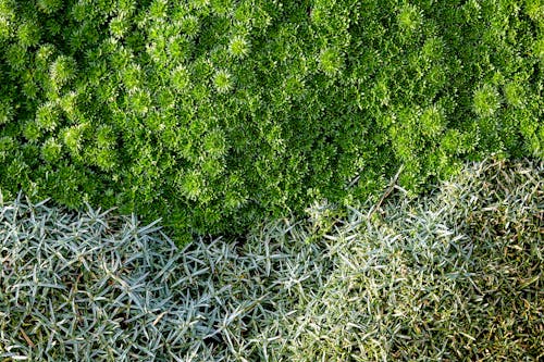 Fotobanka s bezplatnými fotkami na tému flóra, pohľad zhora, príroda