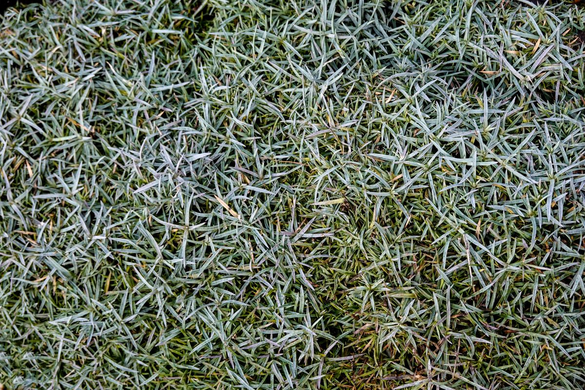 Detailed shot of frosty grass during a cold winter morning, showing texture.