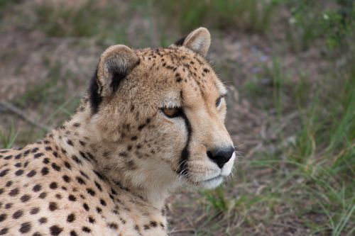 Free Close-up of a cheetah in Plettenberg Bay showcasing the beauty of wildlife. Stock Photo