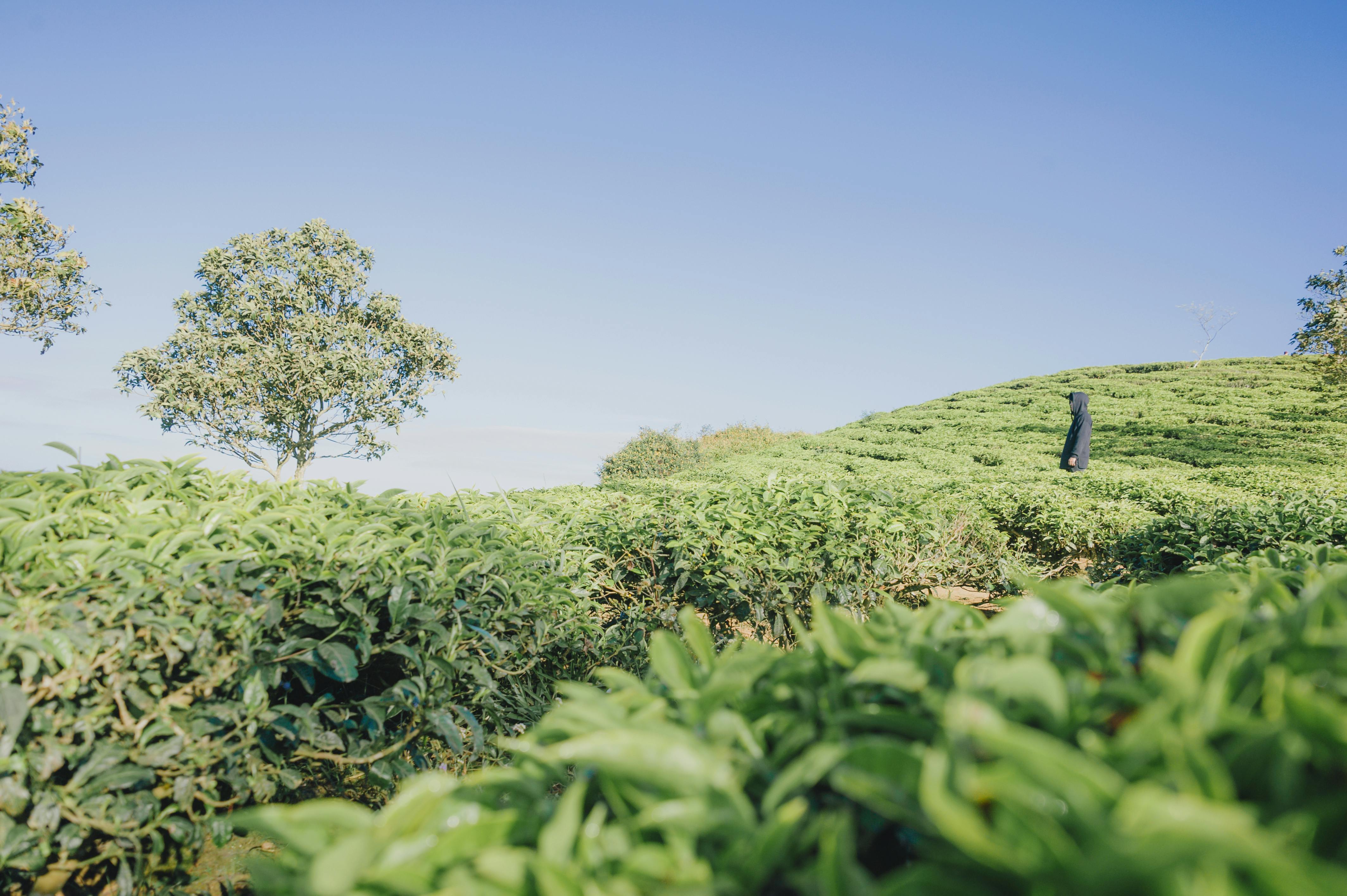 Green Plants Covered Terrain · Free Stock Photo