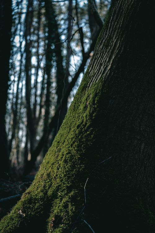 Free Detailed shot of a moss-covered tree trunk in a dense forest, capturing the natural beauty of woodland ecosystems. Stock Photo