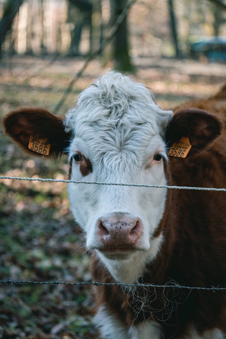 Cow Behind Barbed Wire In Nature