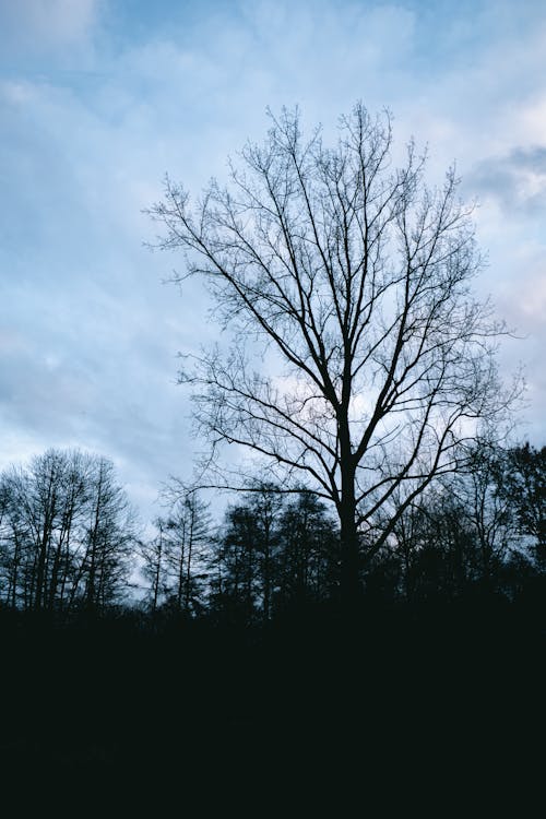 Silhouetted Leafless Trees in the Forest 