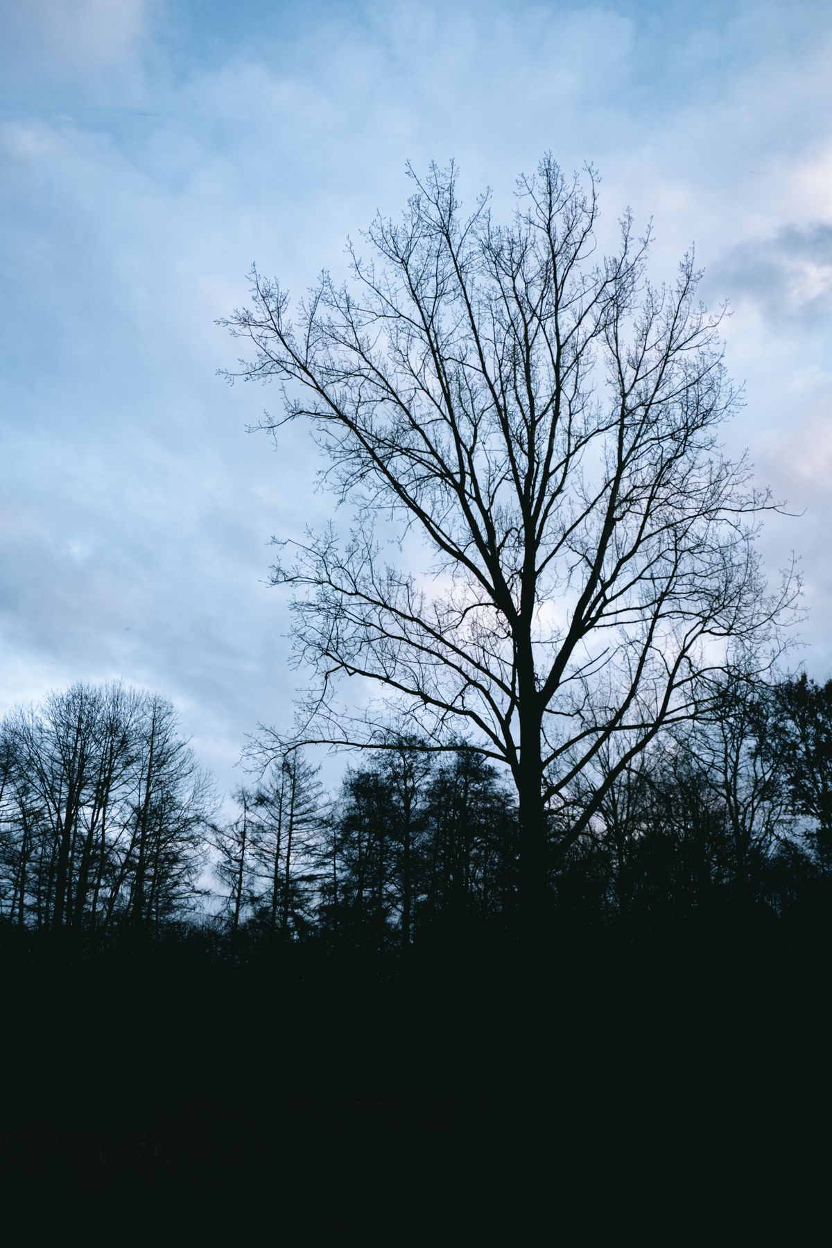 Trees Leaf Less Leafless Trees in a Forest · Free Stock Photo
