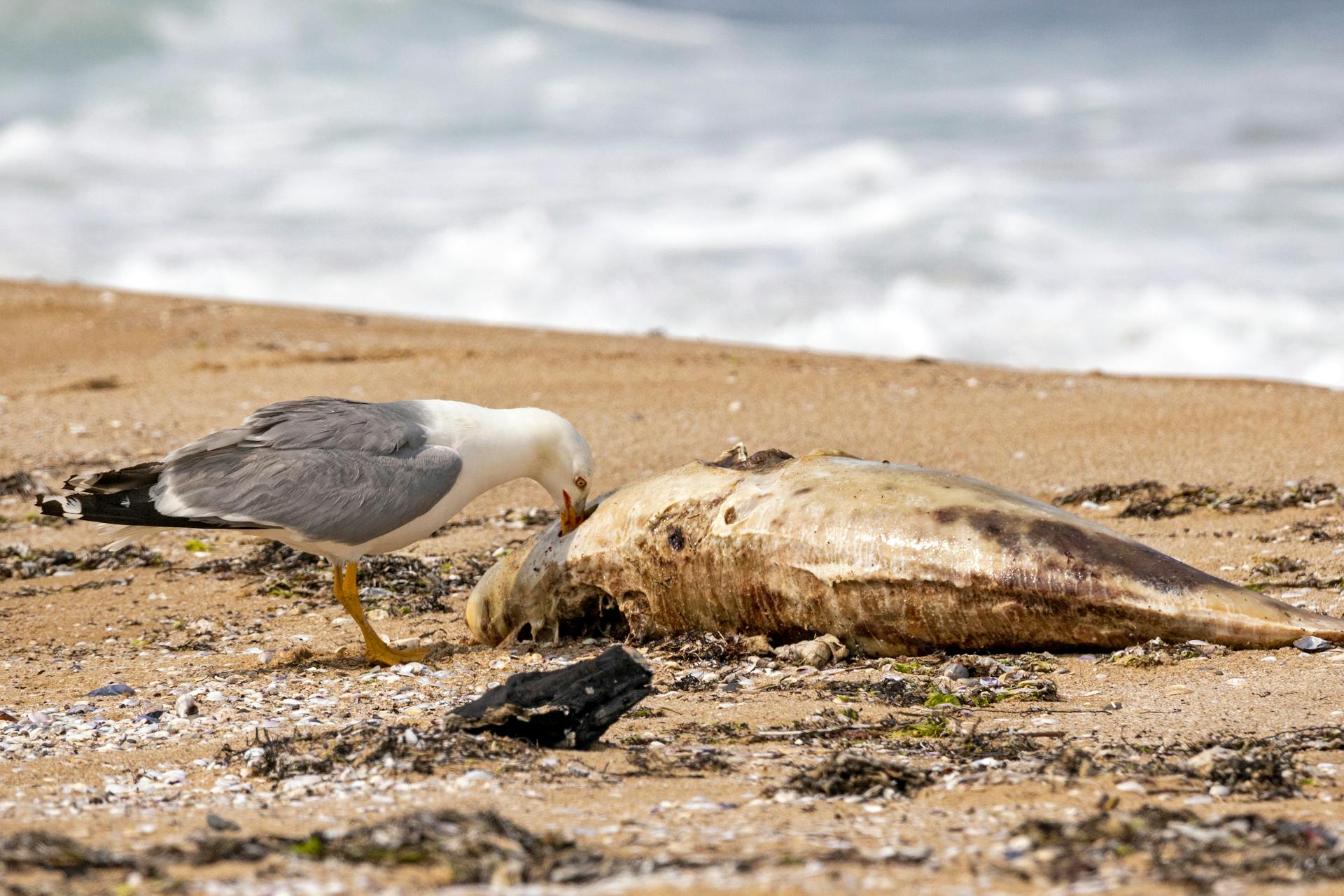 Free stock photo of animal, beach, bird