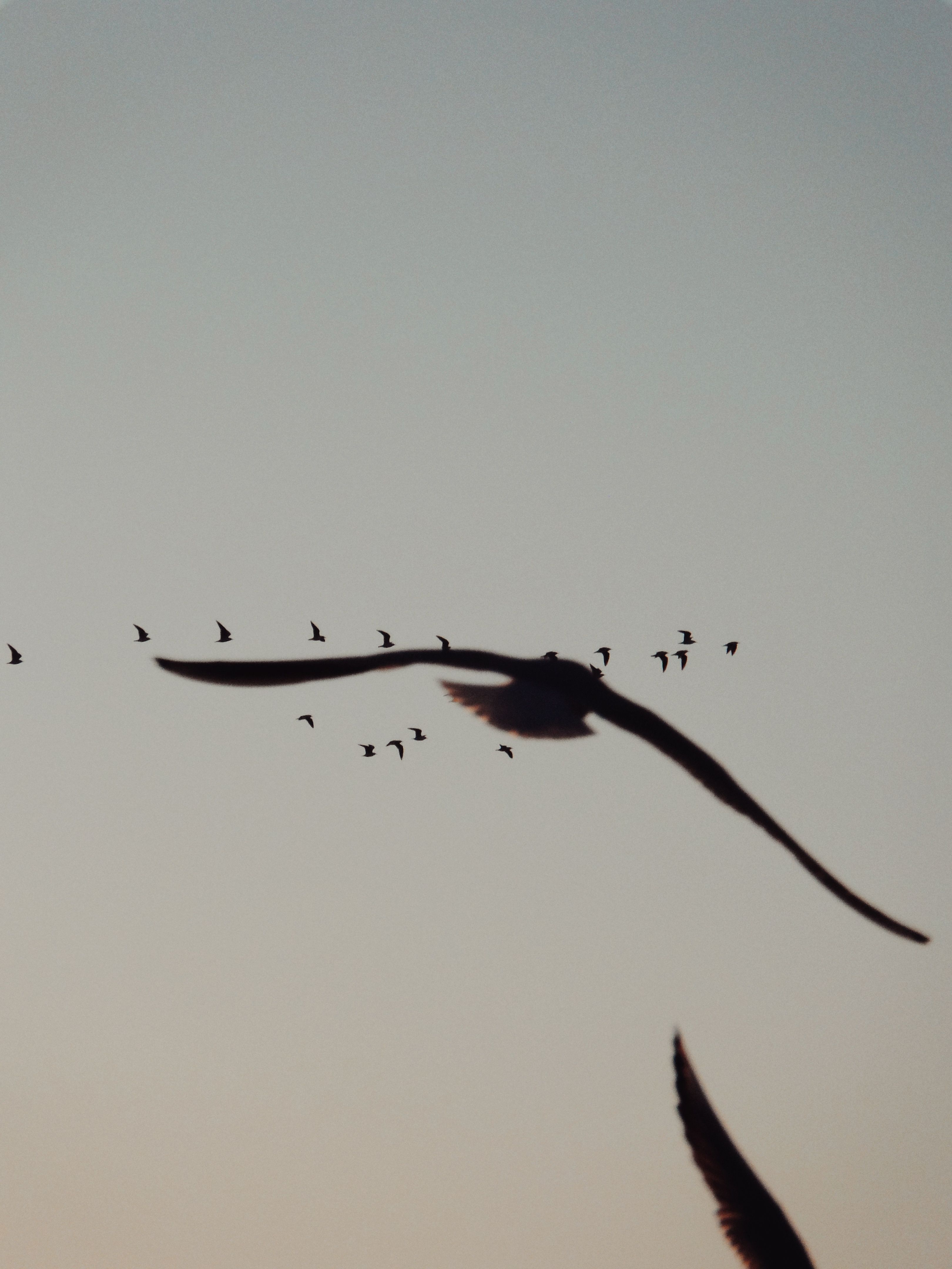 A serene silhouette of birds flying against a clear sky at sunset, showcasing nature's tranquility.