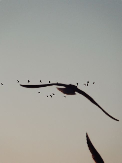 A serene silhouette of birds flying against a clear sky at sunset, showcasing nature's tranquility.