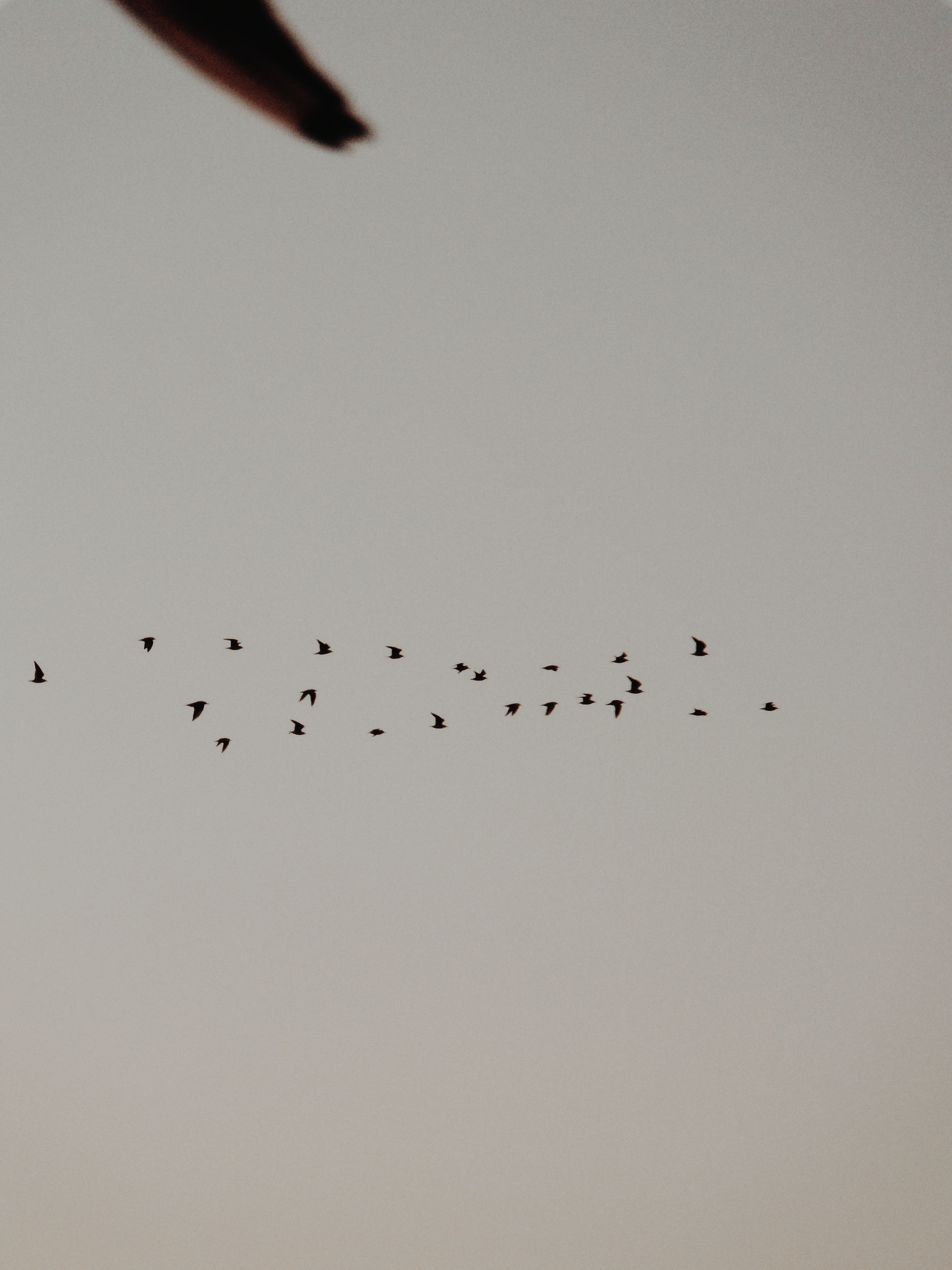 Aerial view of birds in a cloudy sky, showcasing nature and wildlife.