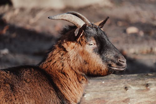 Wild Goat in Nature