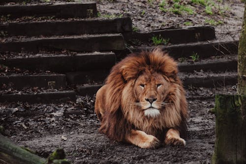 Gratis stockfoto met aan het liegen, aarde, beest