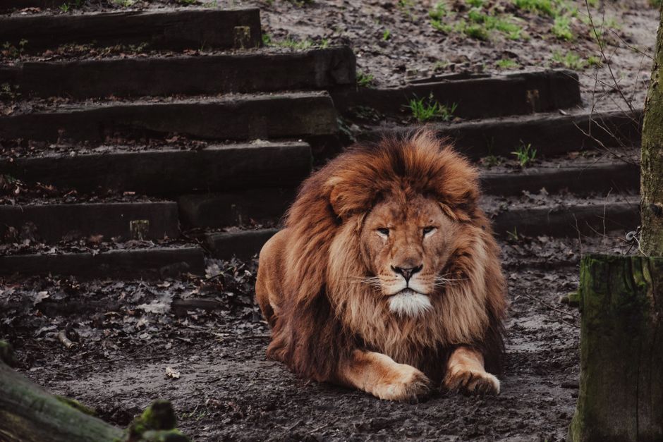 A majestic lion with a full mane rests on muddy ground amidst outdoor wooden steps.