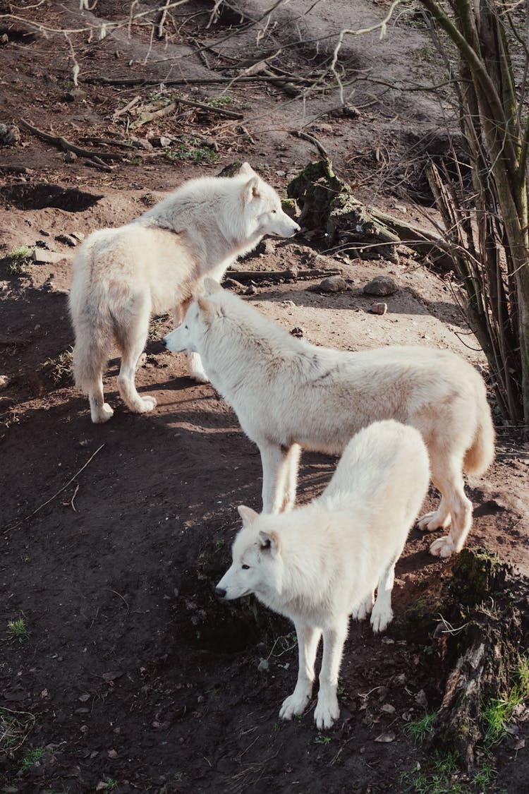 Three Arctic White Wolves 