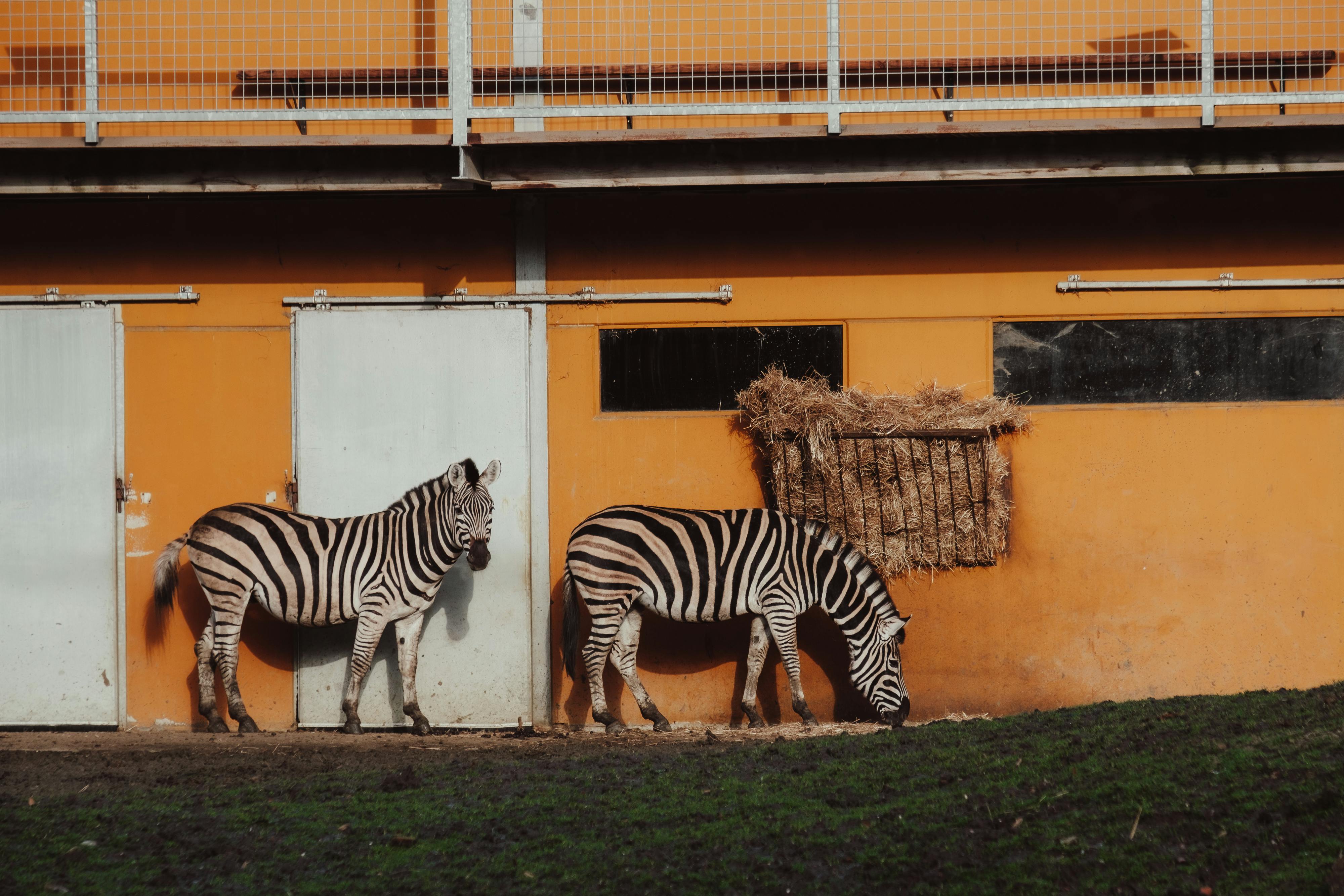 Two zebras feed on grass beside a vibrant orange farm structure, showcasing a blend of nature and architecture.