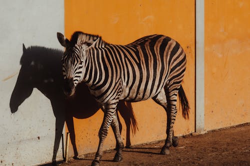 A Zebra Walking by the Wall 