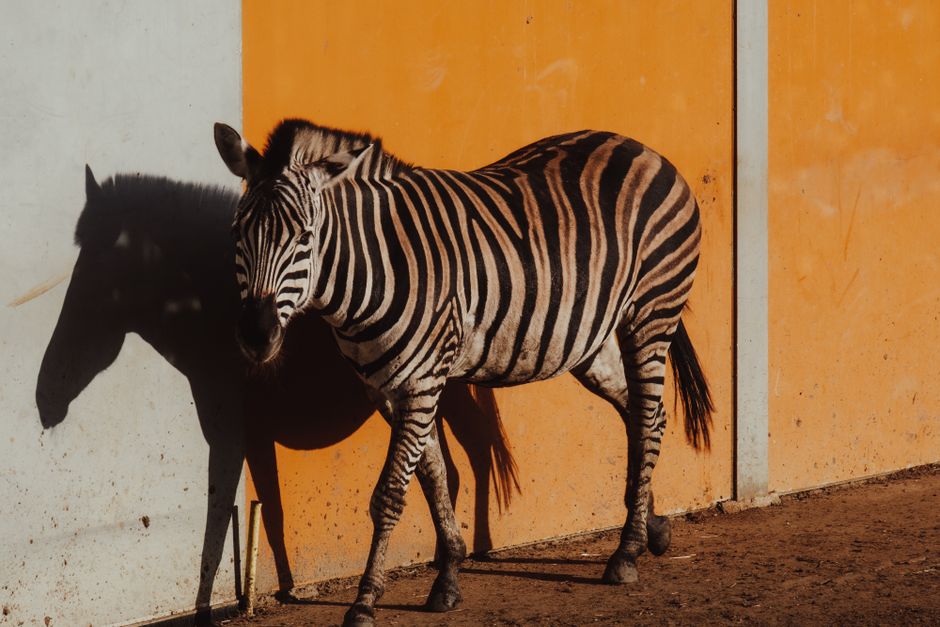 Zebra casting a distinct shadow against a vibrant orange and grey wall, highlighting contrast.