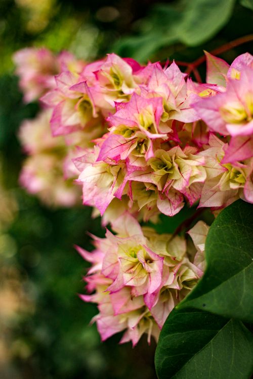 Free Vibrant pink and white bougainvillea flowers captured in a close-up shot, showcasing their delicate petals. Stock Photo