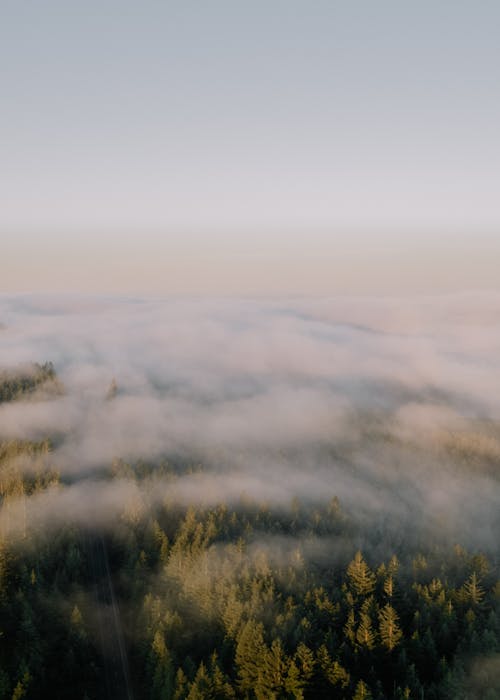 View of a Forest from Above the Clouds 