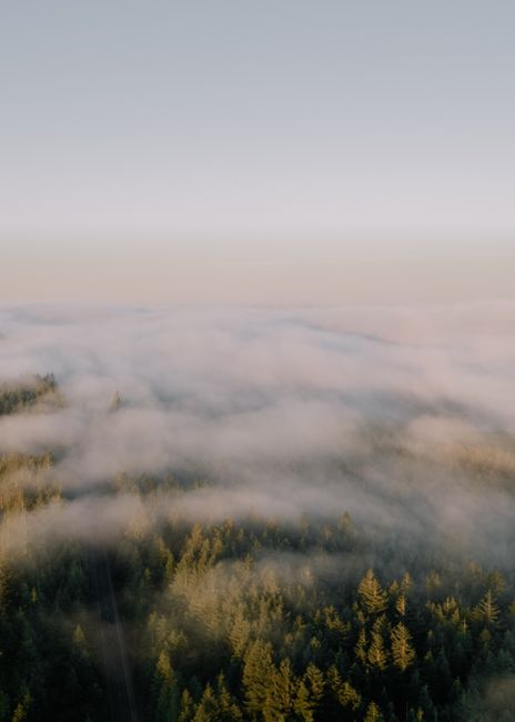 Serene aerial view of a mist-covered forest in Oregon, USA. Perfect for nature enthusiasts.