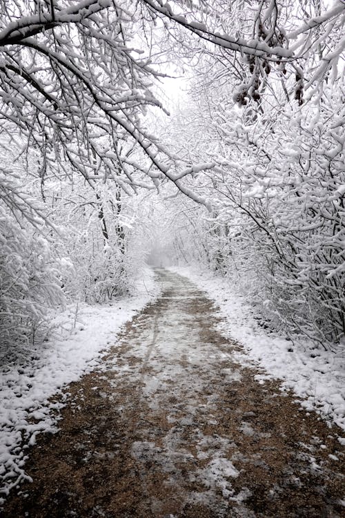 Path in Winter Forest