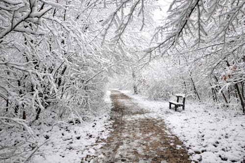 Безкоштовне стокове фото на тему «дерева, зима, краєвид»