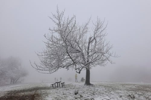 Photos gratuites de arbre solitaire, bois, brouillard